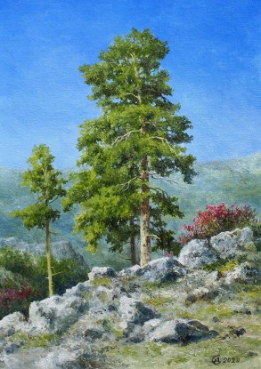 Pines in the mountains