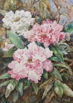 Rhododendron