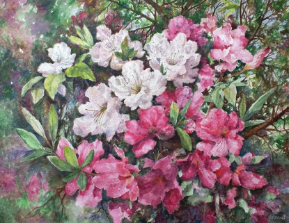 Blooming rhododendron